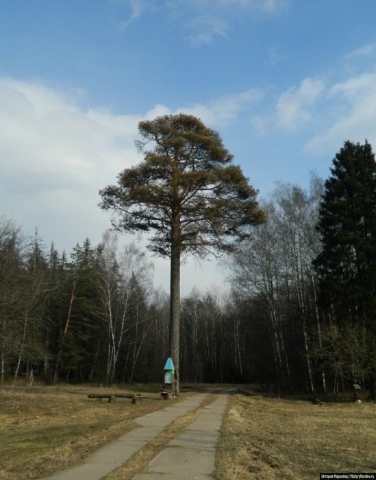 Челюскинский лес фото